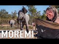 Is An Okavango Delta Safari In Moremi Botswana Worth It