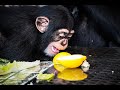 Chimp Dinner Live Tara Takeover Myrtle Beach Safari