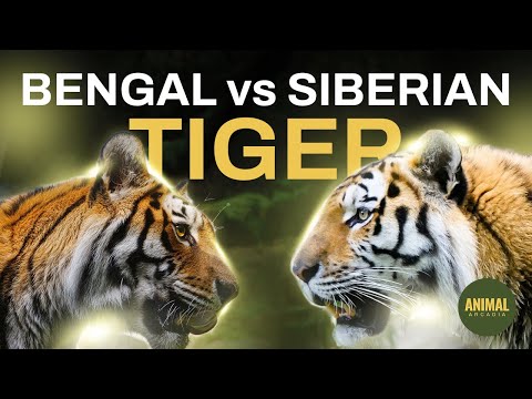 Bengal Tiger vs Siberian Tiger - Who is Largest | Majestic Predators Compared