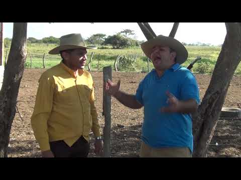 Dos Gatos Con Cara E Tigre - Jesus Daniel Quintero y Cesar Montoya