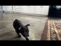 French Bulldog dogs for sale: Cami - Video 1