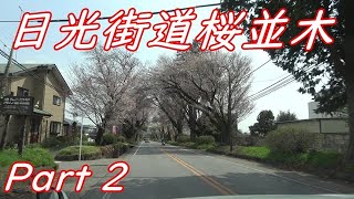 日光街道桜並木