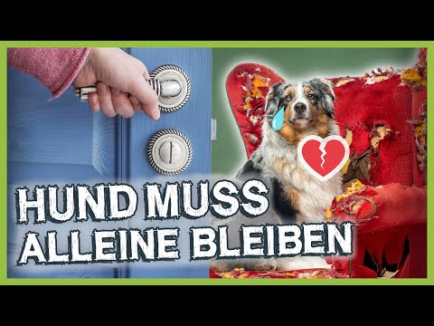 ALLEINE BLEIBEN: Mit diesen Schritten machst du es deinem Hund einfacher!