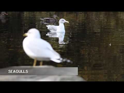 A documentary film on seagulls and mallard ducks