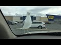 Seagull Vs French Fry