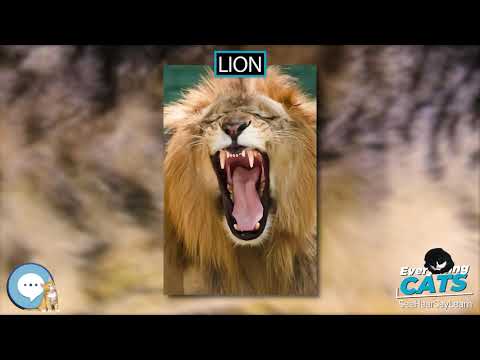 Lion 🐱🦁🐯 EVERYTHING CATS 🐯🦁🐱