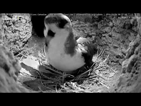 Adult Cahow Shows Off Egg When Repositioning For Incubation – Feb 4. 2019