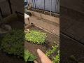 What a trooper ... even when she's sick, Jackie still plants radishes in the greenhouse
