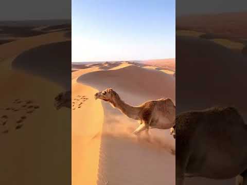 Camel facing issue in desert while walking. #dessert #dubai #animals