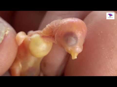 The Smallest Parrot you've ever seen #hatchingeggs