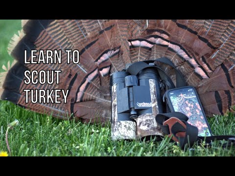 Learning to Scout Turkeys | Finding Birds on Public Land