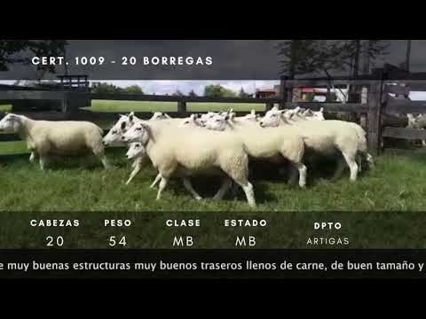 Lote 20 Borregas TEXEL 54kg -  en Catalán Grande a 6 km del 175 de ruta 30