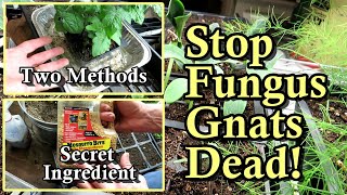 Kill Fungus Gnats in Your Seed Starts, Transplants, Greenhouse, and House Plants: All the Steps!
