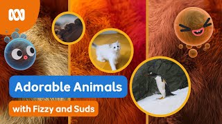 Let's learn and look at animals together! 🐈🐴🐧 | Fizzy & Suds | ABC Kids