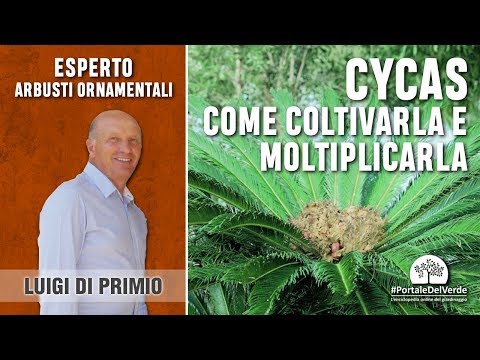 Prendere vermi in un sogno Larva di un verme di un parassita