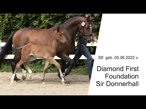 Stf v Diamond First x Foundation x Sir Donnerhall 2022