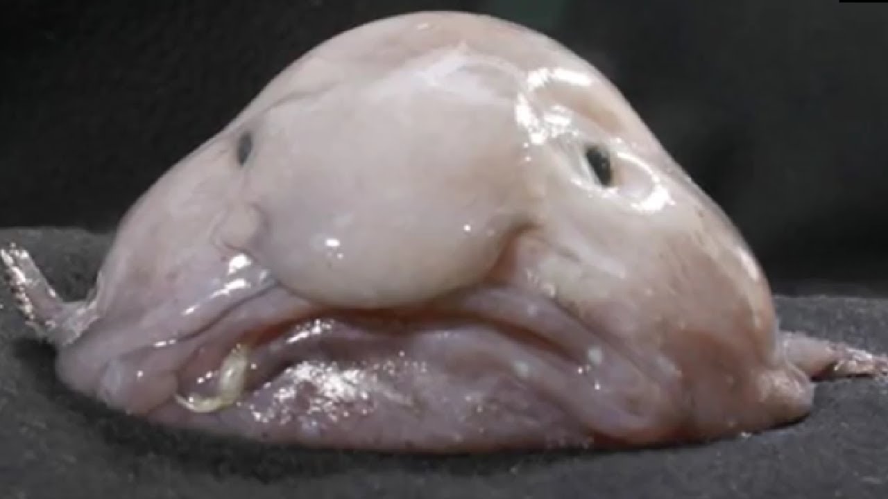 Facts: The Blobfish (Updated) facade placeholder