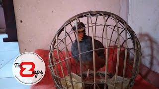 Download lagu Puyuh gonggong betina gacor plus jinak (gak gacor jangan di tonton) mp3