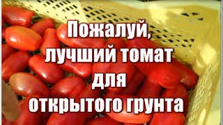 Томат Баловень судьбы: описание сорта помидоров, характеристики, отзывы - выращивание, болезни и вредители