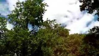 17 Year Cicada Noise in Evanston IL 2007