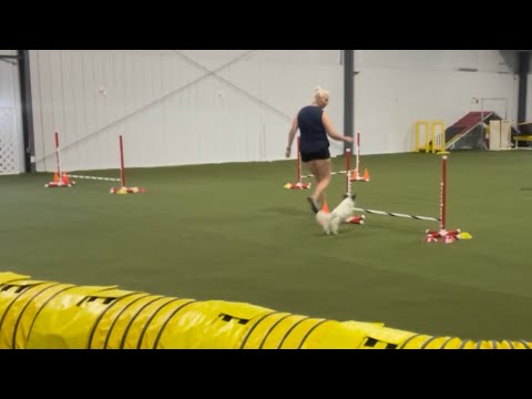 AKC Agility League Round 5! Limited Division Freshman