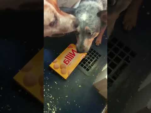 When you have two dogs #fouryou #funny #babyanimal #funnyanimal #pets #lifeisbutadream #snuggly