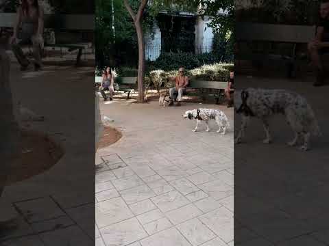 #007 #jamesbond #dog #memes #funny #shorts #shortvideo #setter