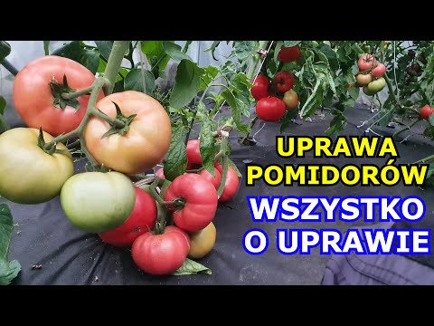 , title : 'Jak uprawiać Pomidory KROK po KROKU - Uprawa Pomidorów od sadzenia do zbioru KOMPLETNY INSTRUKTAŻ'