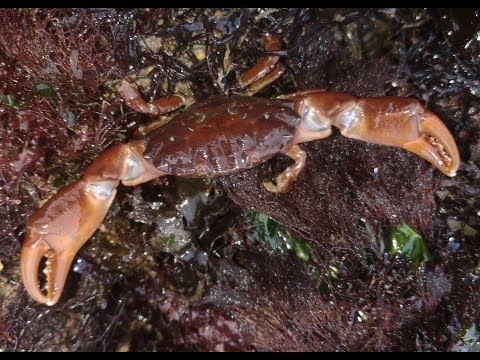 COASTAL FORAGING-THE HIDDEN SECRETS -STRANGE CREATURES