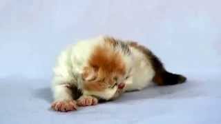 preview picture of video 'Persian Calico Baby in Chandra cattery'