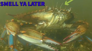 A Blue Crab Using Its Arm-Like Antennae to Smell