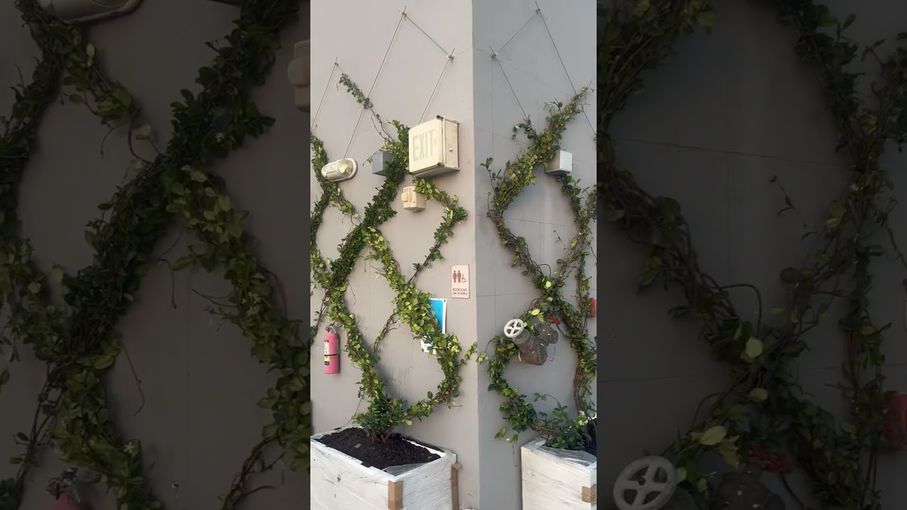 Custom made trellis wire system for green wall