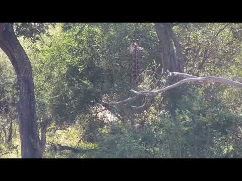 Djuma: Giraffe feeding across the dam in the trees - 12:05 - 05/26/2023