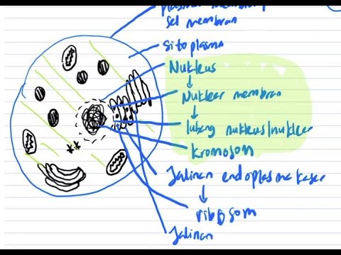 BIOLOGI BAB 2 (BAHAGIAN 1) - STRUKTUR SEL HAIWAN (SPM TINGKATAN 4)