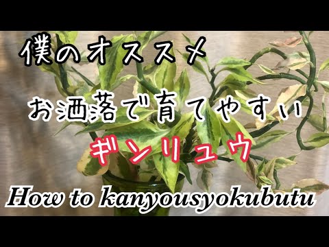 持続性のある銀箔 植物