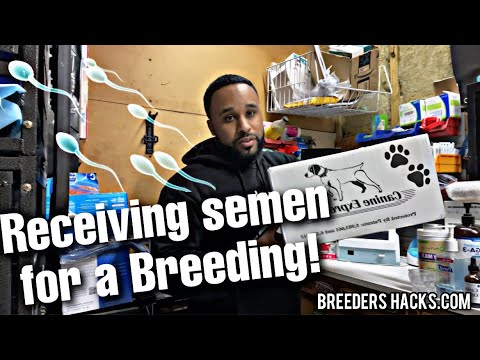 Receiving shipped semen for a Breeding!