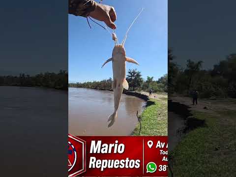 Este lugar CAMBIO TOTALMENTE!! LOS GOMEZ PESCA Y COCINA #pesca #fishing #fish #tucuman #argentina