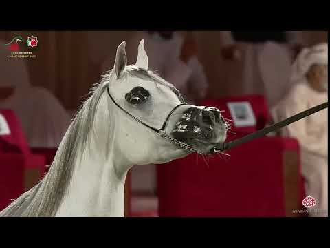 N 184 G S  MOKHAIEL GULFA   Emirates Arabian Horse Breeders Championship 2021   Mares 7 9 Years Old