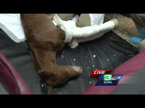 Meet a day old pony at the Loomis Basin Equine Center