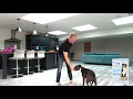 Quick tips & benefits to teaching your dog The Nose Touch