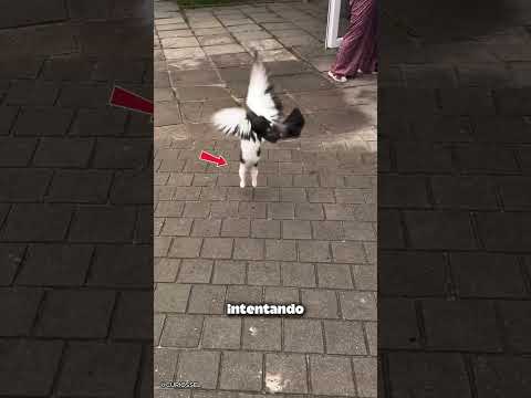 Gato saltarin juega con palomas 🐱✨