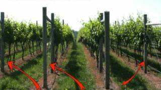 Grape Trellis Systems
