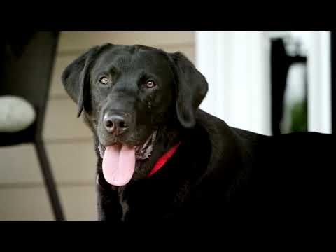 Big Dog Mower Co  2017 Brand Video Always Loyal  Always Ready rev 03 2017