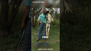 The LARGEST Amphibians on Earth! 🐸