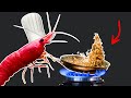 I Taught My Shrimp To Fry Rice
