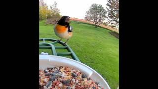 Download lagu Meet Rocket, the rose-breasted grosbeak. #birds #birdwatching #birdsounds #birdlovers #shorts mp3