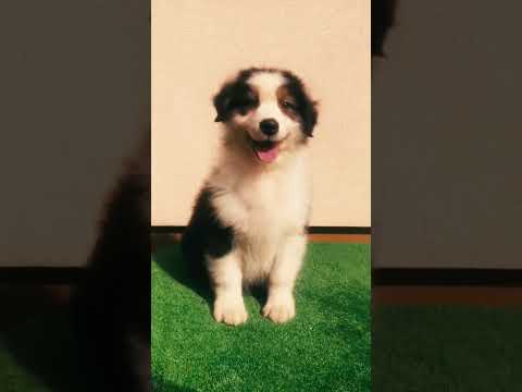 Australian Shepherd puppy for sale