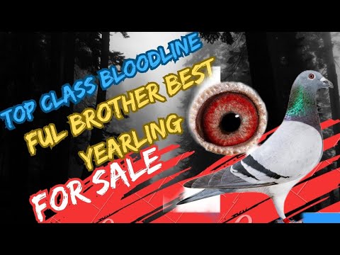 One Of The Best The Full Brother Best Yearling Racing Pigeon For Sale In Herbots Pigeons Auction