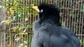 Download lagu 💥 OCEHAN BURUNG JALAK KEBO GACOR MANGGUT-MANGGUT ISTIMEWA mp3