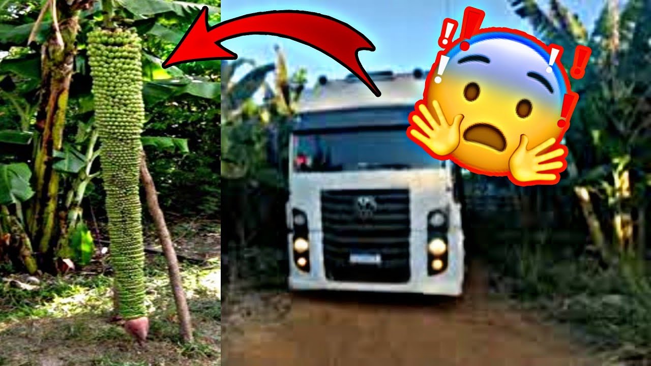 Carregamento de BANANA | Janaúba/MG